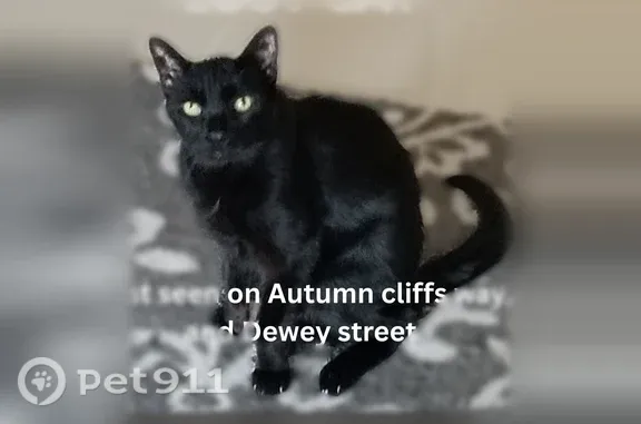 Missing cat Las Vegas, photo: Lost cat, Autumn Cliffs Way, Las Vegas — old male with green eyes