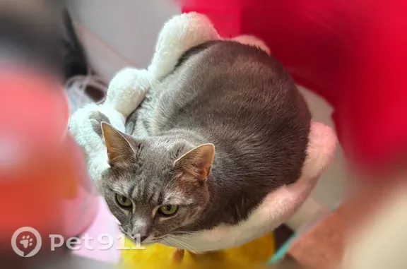Grey female cat. Has a little pouch under her belly. Has pretty green eyes. Ran away from home