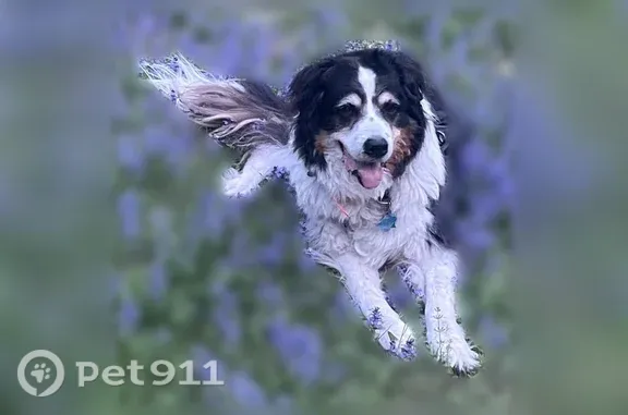 Lost male dog, Westwood Circle, 110, McKinney — border collie/Australian shepherd mix - photo