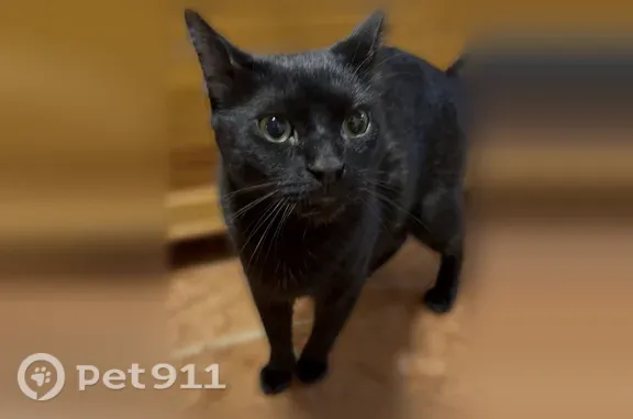 Lost cat, 53rd Street, 537, New York, Brooklyn — male Bloopi, black and friendly - photo