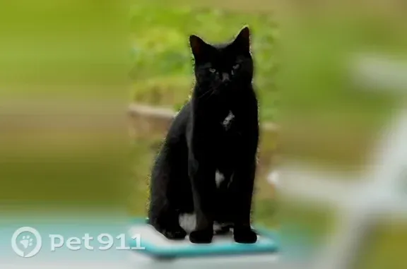 Lost male cat, Cypress Road, 11, Groton — black with a white chest starburst - photo