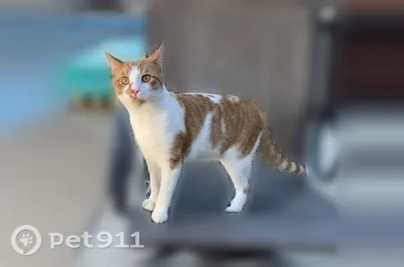 Lost cat, Haddale Avenue, 40, Wheeling — male orange tabby - photo
