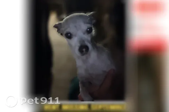 Lost dog, Northwest 34th Street, 2240, Oklahoma City — tiny female Chihuahua with hearing problems - photo