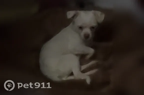 Lost dog, Lawrence Street, 33, Westbrook, Portland — white, no collar - photo
