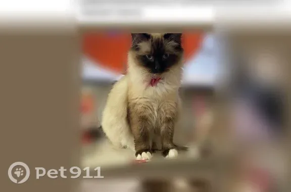 Lost cat, Schall Lane, 111, Shelocta, Pittsburgh — female with white paws - photo