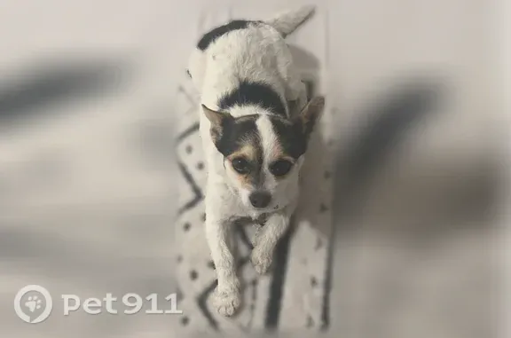 Lost male dog, Calvin Drive, 3674, Salt Lake City — slight back leg issue - photo