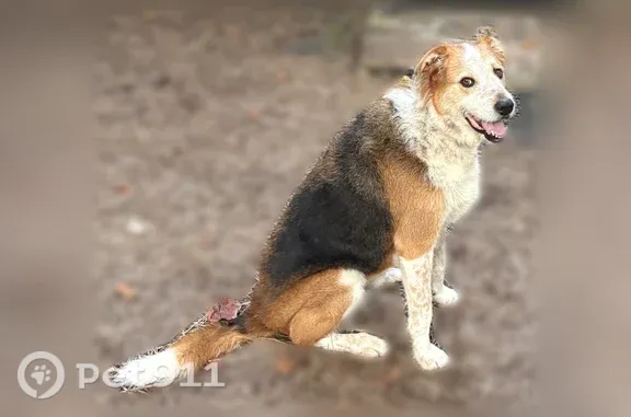 Lost male dog, Crawford, Tennessee, Clarkrange — large mixed Airedale terrier - photo