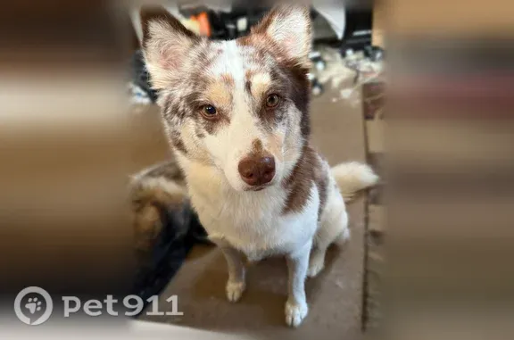 Lost dog, Haster Street, 12101, Garden Grove — female white husky mix with a brown spot - photo