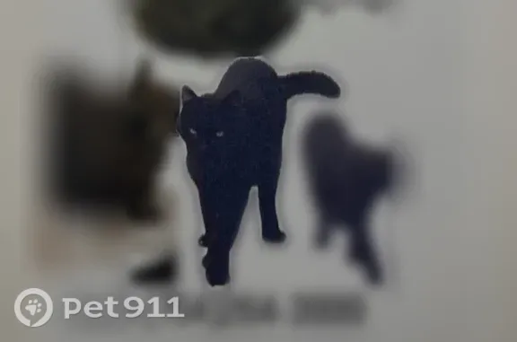 Lost male cat, East Palmetto Park Road, Boca Raton — black with gray hairs - photo