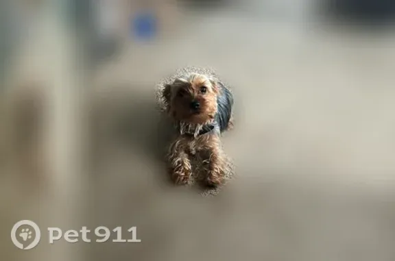 Lost dog, Raccoon Valley Road, 374, Makanda, St. Louis — female, brown and microchipped - photo