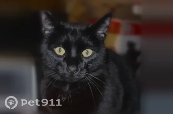 Lost cat, Dry Creek Road, 3502, El Paso de Robles — male with an all-black coat - photo