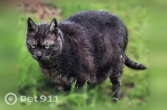 Lost cat, female, 14th Avenue South, 11711-1/2, Seattle — 15 years old, smoke-colored, short hair - photo