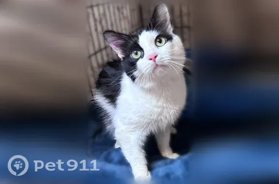 Black and white cat with medium long hair. He might have got out of the back porch the night of September 29, 2026