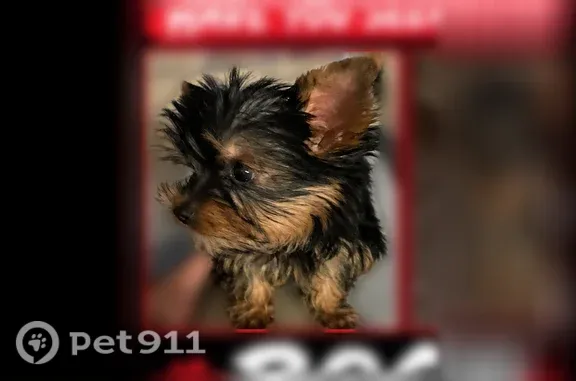 Lost dog, West Harrison Drive, 23449, Buckeye — male, escaped through a hole - photo