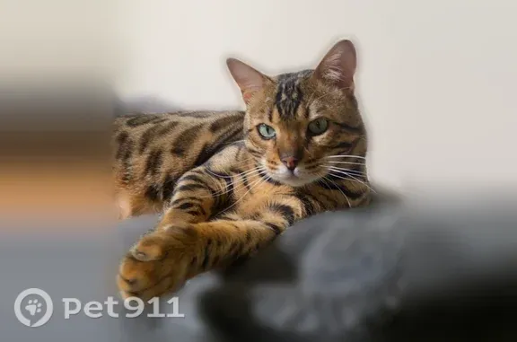 Lost male cat, South Huron Road, 556, Green Bay, Hickory Hills — 12 lb Bengal with green eyes - photo