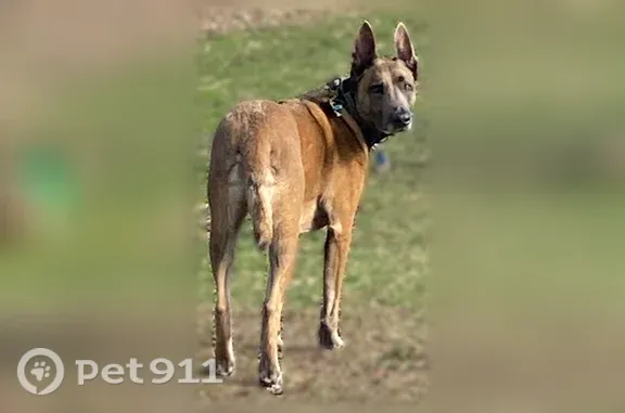 Lost dog, Lake View Drive, 12064, Orland Park, Chicago — male Belgian Malinois, 90 lb - photo