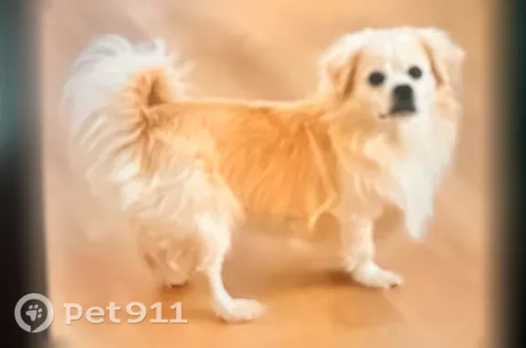 Lost male dog, South Peoria Street, 7024, Chicago — white and beige, no collar - photo