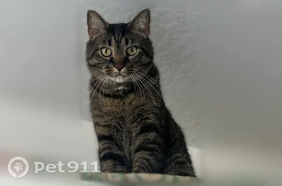 Lost male cat, Cantabria Trail, 225, Bradenton — brown tabby with white chest patch - photo
