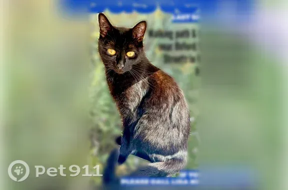 Missing cat Woodbury, photo: Lost Cat, Woodbury, Minnesota, Arlington — male indoor cat missing for weeks