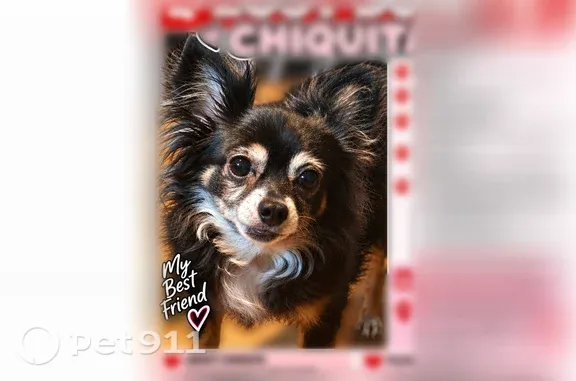 Lost female dog, East Sussex Way, 3830, Fresno — details are shown in the photo - photo