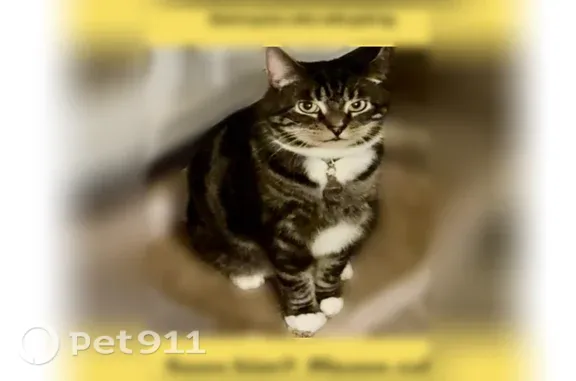 Lost cat, Chews Landing Road, Lindenwold, Port St. Lucie — male, responds to Levi - photo