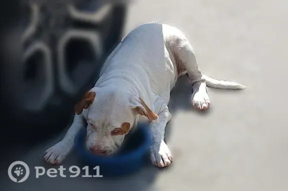 Found dog Myrtle Beach, photo: Found dog, Forestbrook Road, 1036, Myrtle Beach — brown patch over left eye