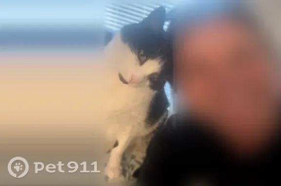 Lost male cat, Country Club Drive, 599, Saint Clair Shores, responds when called - photo