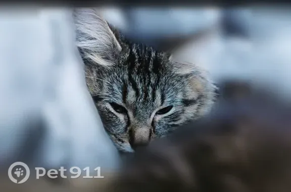 Lost and found pets Spokane Valley, photo: Lost cat, Spokane Valley — tall, thin female tabby