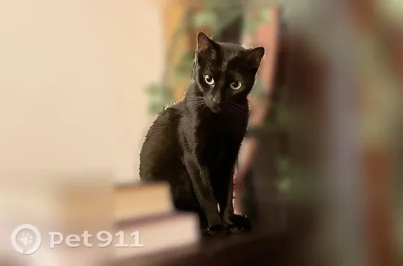Lost female cat, Windsor Place, 302, Brooklyn — big green eyes - photo