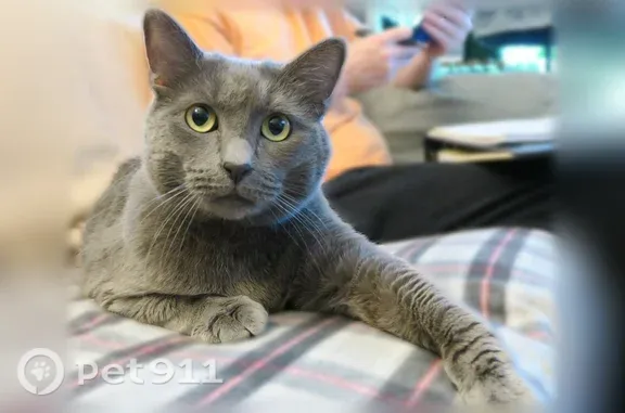 Solid charcoal gray coat, aged 5 years, and weighs 10-12 pounds. Very introverted and skittish, seldom meows, and tends to hide from people (at first).
