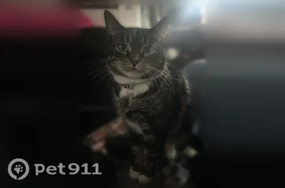 Lost Cat, Chews Landing Road, 500, Lindenwold — Male with Gray Tabby Stripes - photo