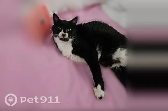 Lost cat, Carrollton Avenue, 6411, Indianapolis — black and white, three-legged female - photo