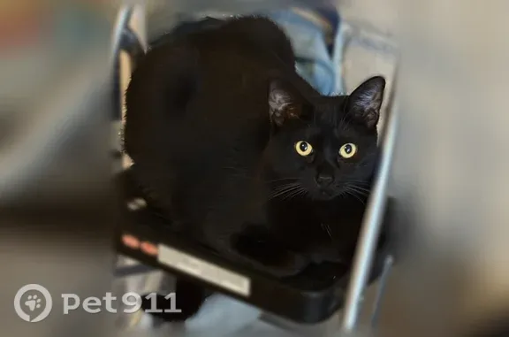 Lost female cat, Alto Rey Avenue, 6938, El Paso — chubby with big ears - photo