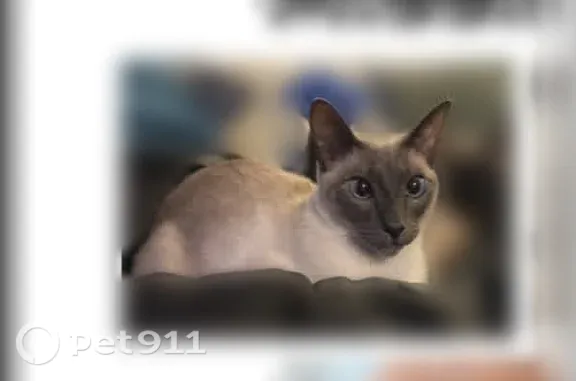 Lost cat, Millington Road, 4128, Pittsburgh — male Siamese, slightly cross-eyed - photo