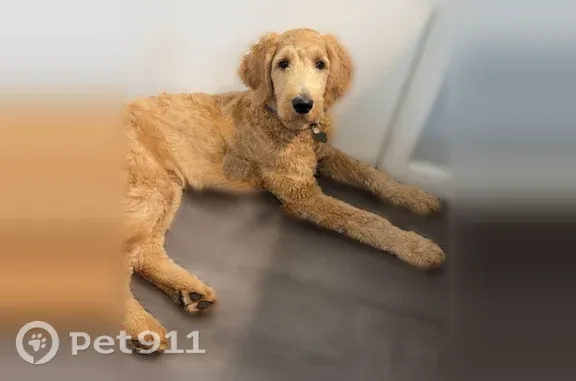 Lost female dog, Monroe Street, New Germany, Bloomington — wavy tan coat - photo