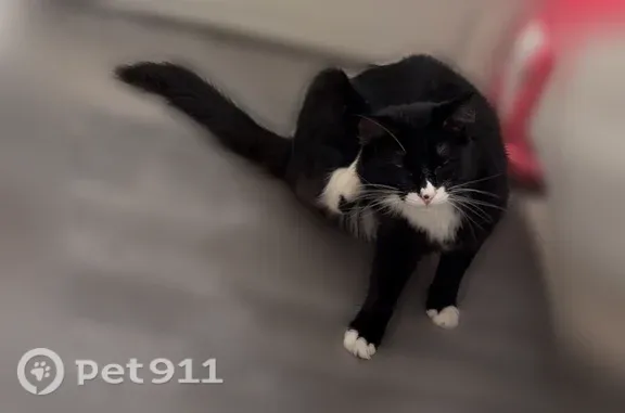 Lost male cat, Faraday Court, 6423, Norfolk, Reston — friendly and climbs - photo