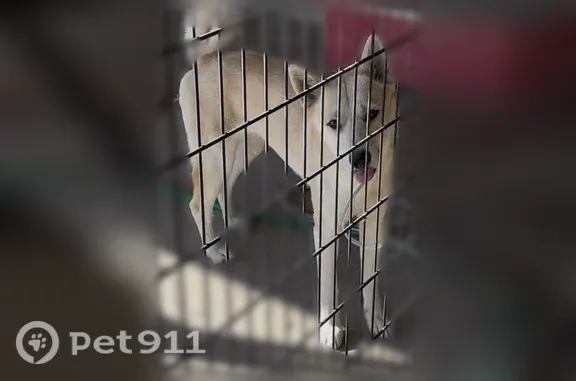 Lost dog, North 39th Drive, 3128, Phoenix — female Golden Husky named Luna - photo