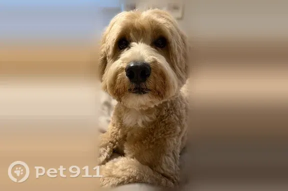 Lost male dog, Mariemont Avenue, 6617, Cincinnati — skittish gold mini Labradoodle - photo