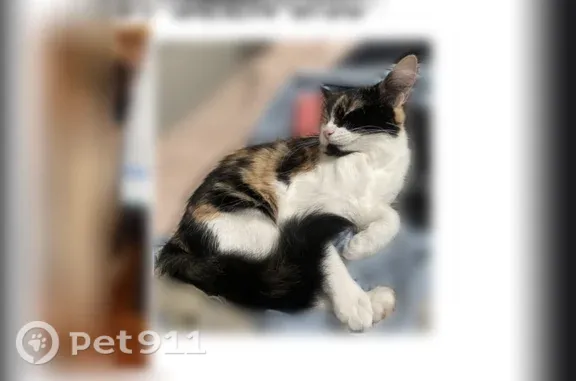 Lost cat, Cochran Avenue, 433, Los Angeles — small female tortoiseshell - photo