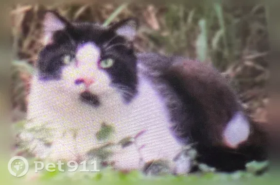 Found cat, Camp Indianhead Roa...
