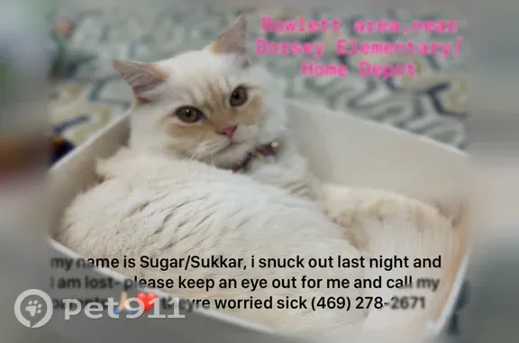 Lost cat, Tucker's Place, 6002, Rowlett — female with a fluffy white coat - photo
