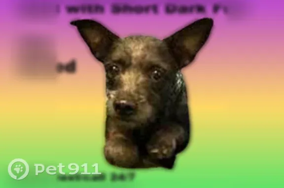 Lost dog, Phoenix — female, extremely terrified and exhausted - photo