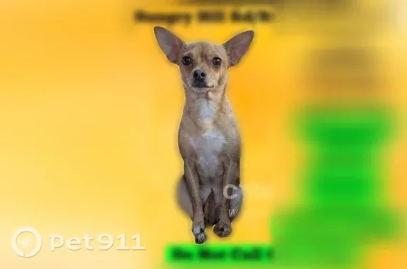 Lost female dog, Sterling, Connecticut, East Providence — tan Chihuahua, limping on front right leg - photo