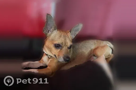 Lost dog, Sioux Swamp Road, 200, Conway — male brown Chihuahua with a bent tail tip - photo