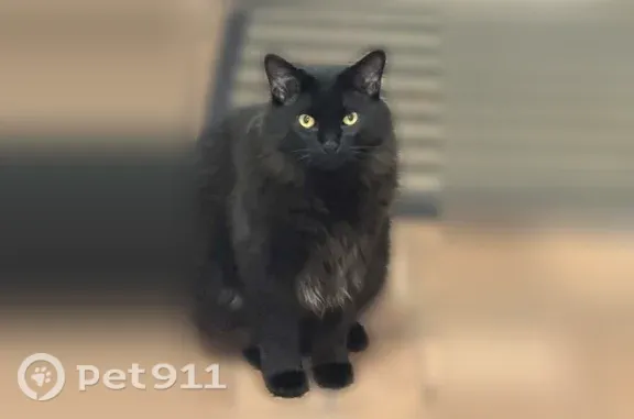 Lost cat, Canton Township, MI, USA, Plymouth — male, long-haired black cat - photo