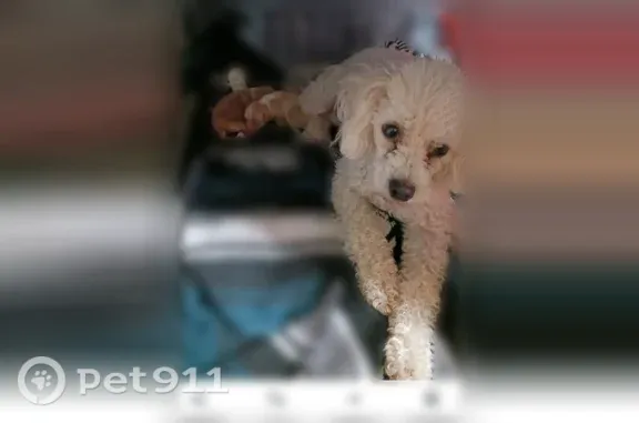 Lost dog, Brazos Drive, 210, Sunland Park — female, white fur - photo