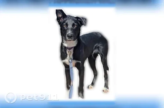 Lost male dog, Northeast Tanasbourne Drive, Hillsboro — black Border Collie mix - photo