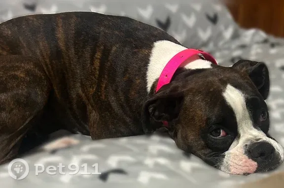 Lost female dog, Kerri Lane East, 323, Boaz — brindle-and-white coat - photo