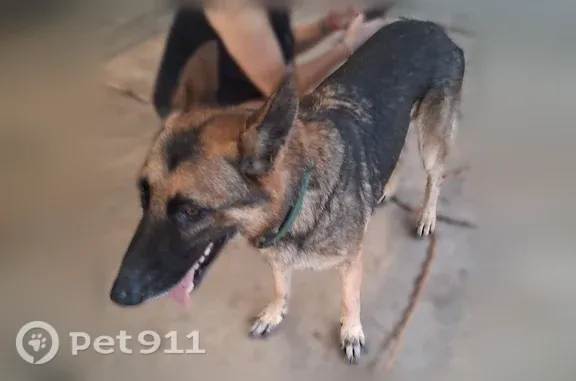 Lost and found pets Shreveport, photo: Found dog, male, Texas 10, 100, Euless, Shreveport — very large German Shepherd