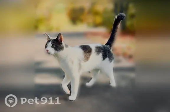 Lost cat, male, Water's Edge Road, N7235, Black River Falls, Roxboro — friendly and microchipped - photo